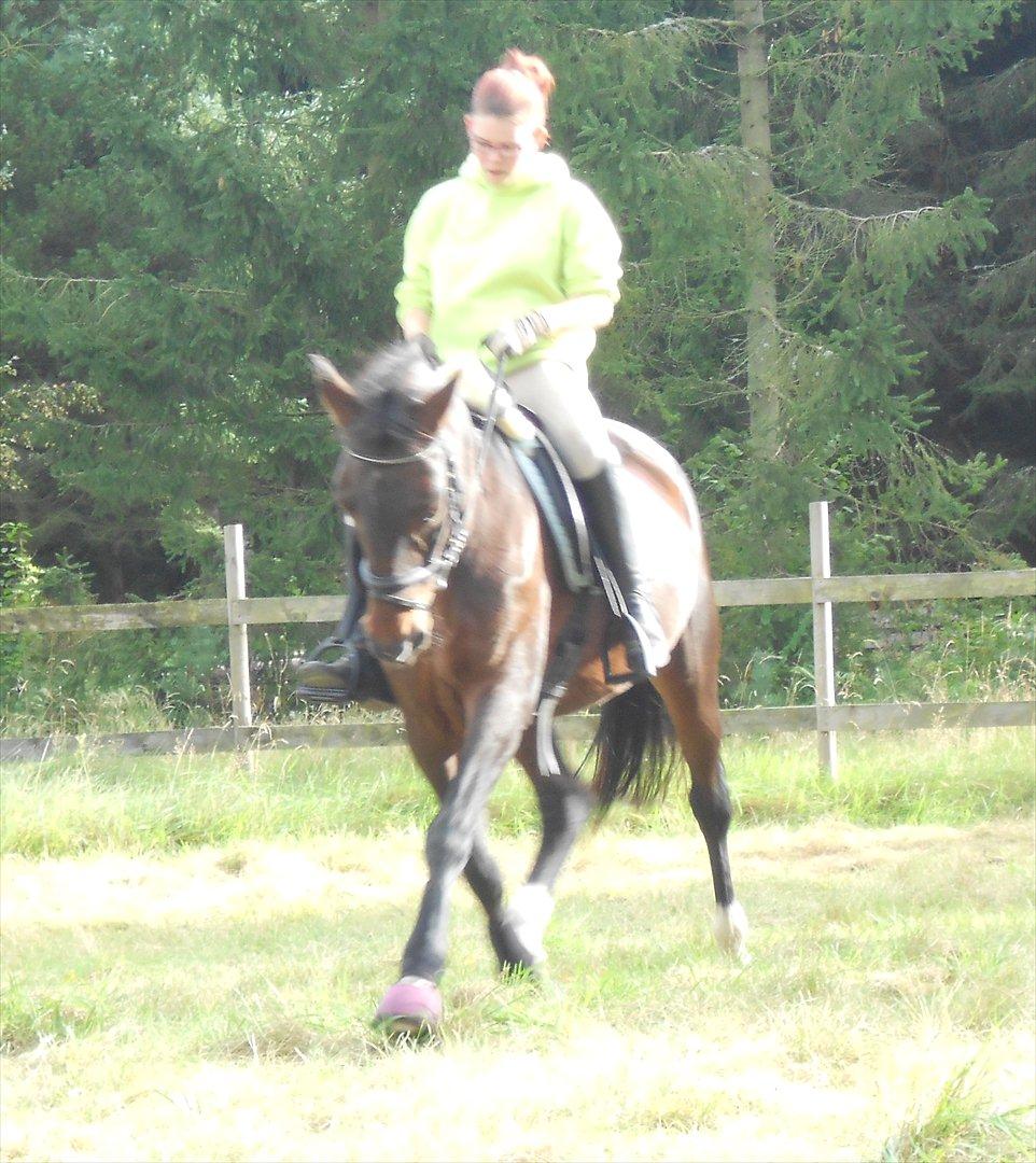 Traver Stella - Taget d. 07.10.11

øgning (:  billede 10