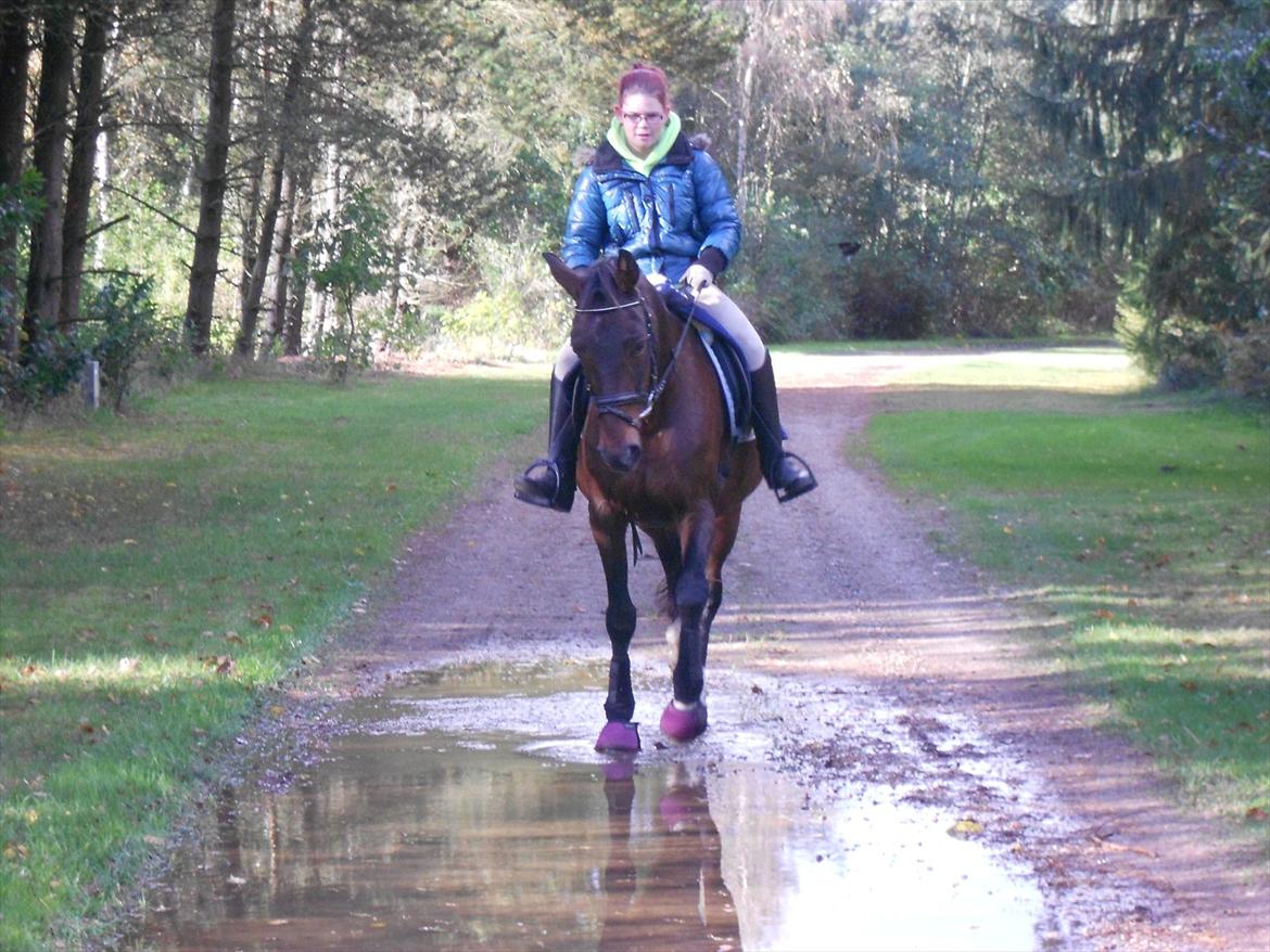 Traver Stella - Taget d. 07.10.11

Hun kan ikke lide vand, men jeg fik hende igennem den store vandpyt :D billede 14