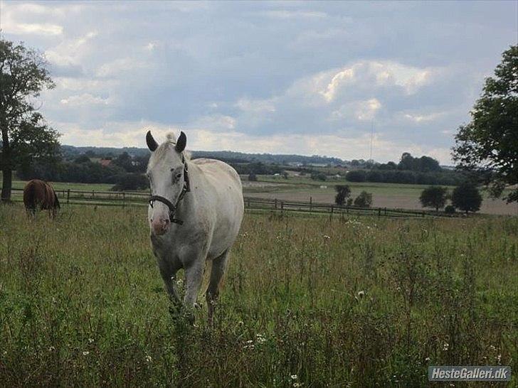 Appaloosa Rachene's Mannie - En varm boblende følelse kommer i min mave når du ser på mig. billede 18