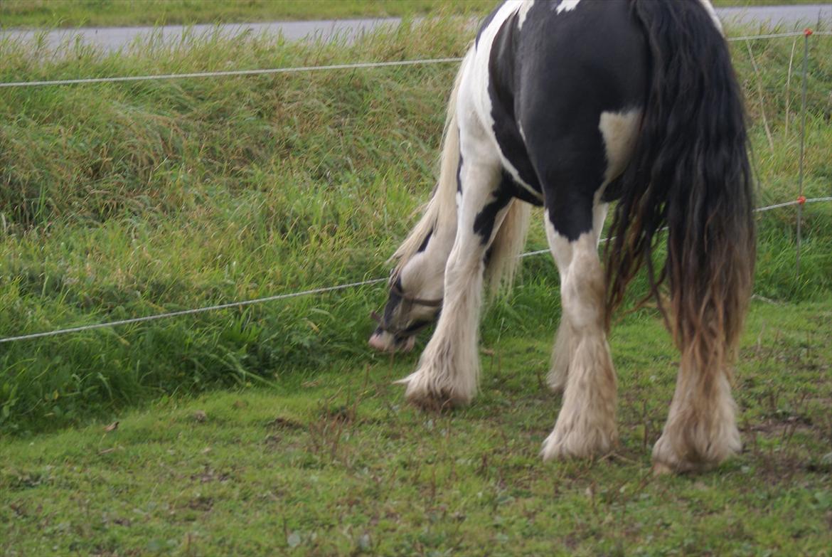 Tinker Highway *hingst* billede 7