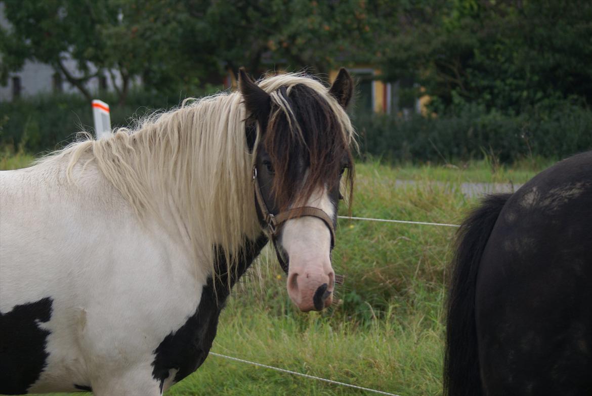 Tinker Highway *hingst* billede 8