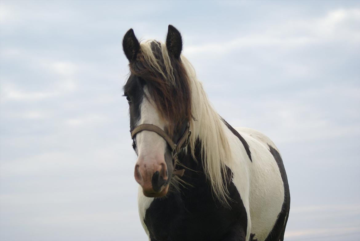 Tinker Highway *hingst* billede 9