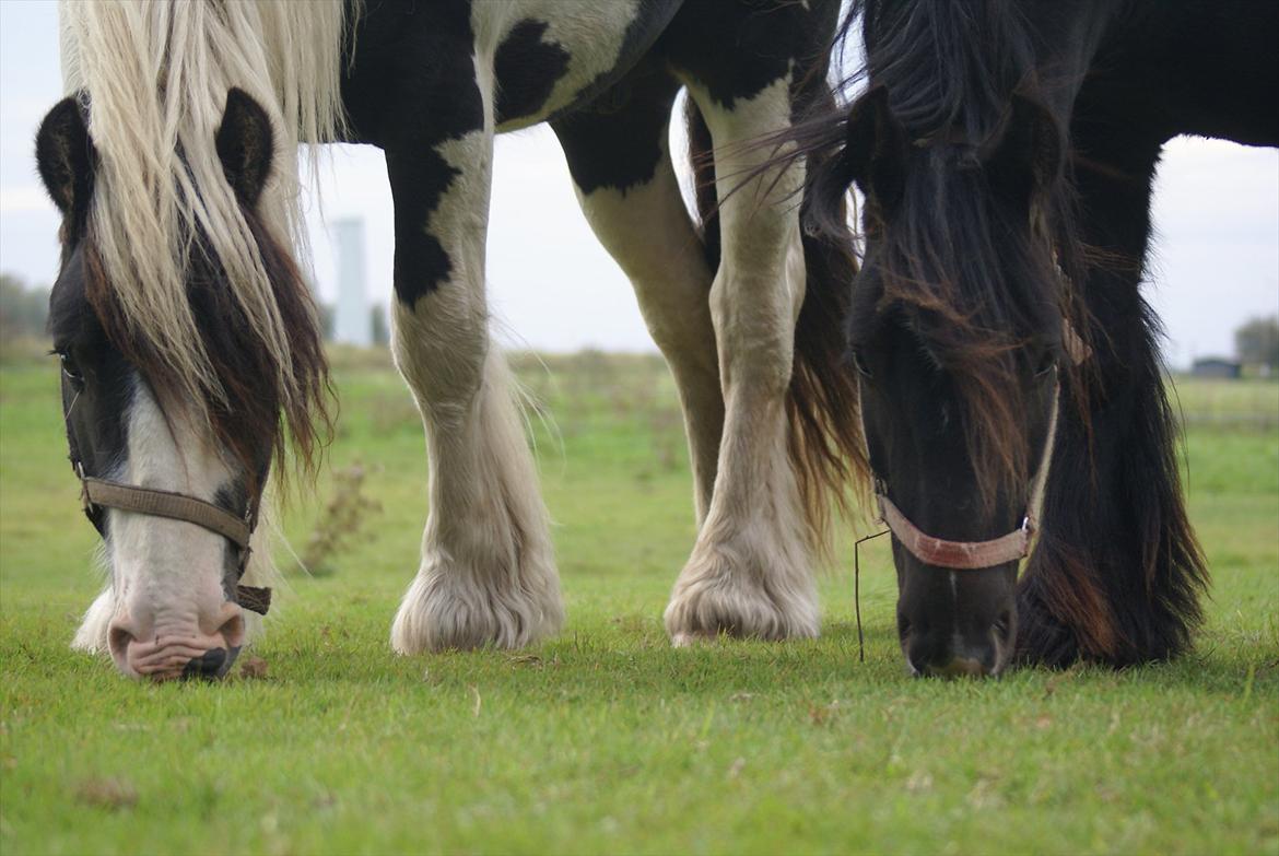 Tinker Highway *hingst* billede 10