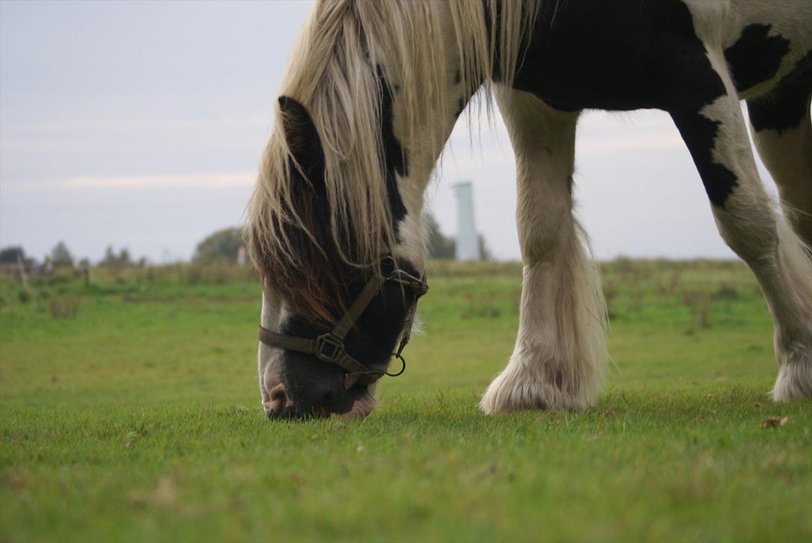 Tinker Highway *hingst* billede 11