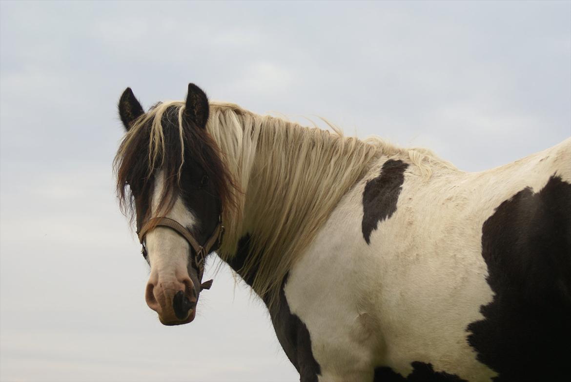 Tinker Highway *hingst* billede 12