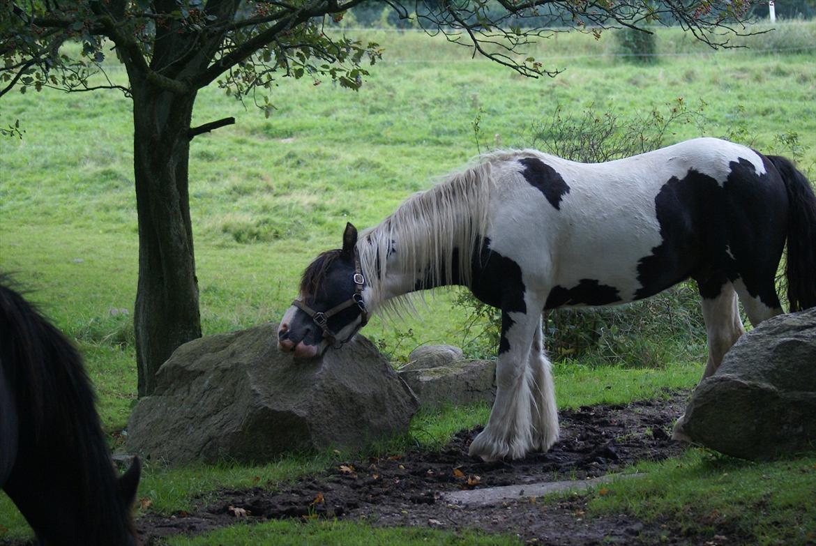 Tinker Highway *hingst* billede 13