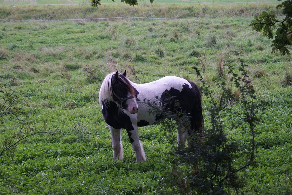 Tinker Highway *hingst* billede 14