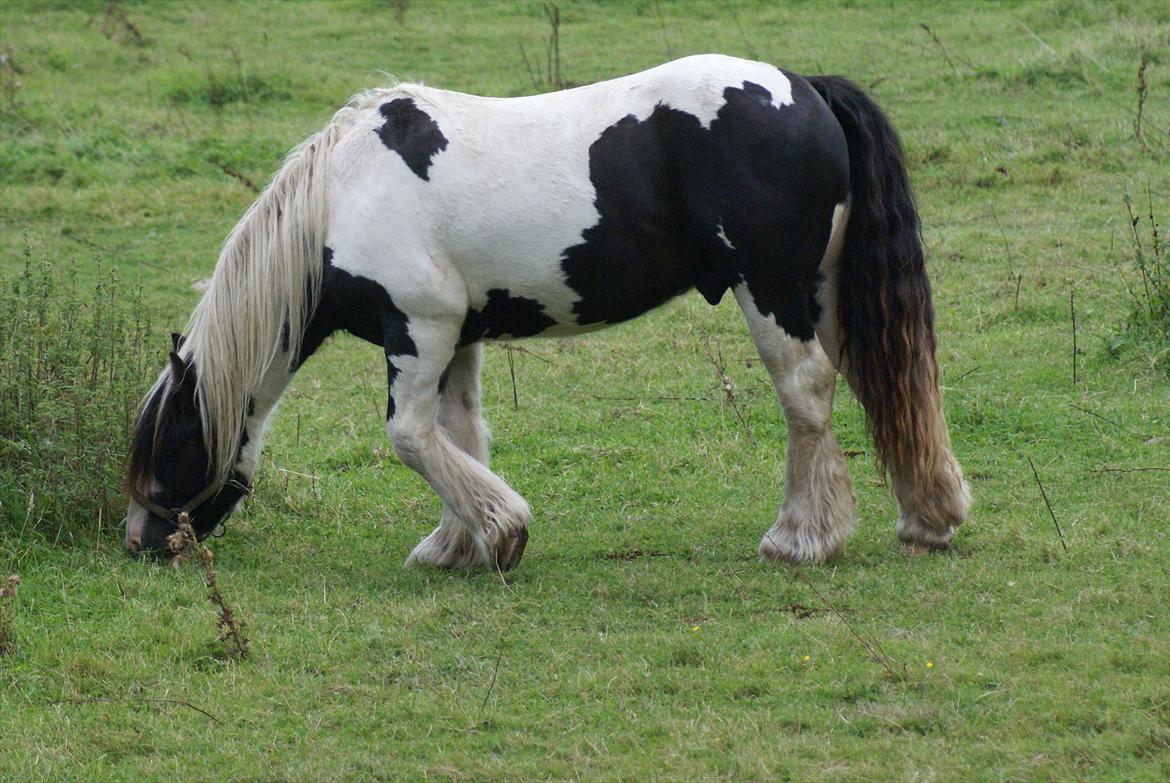 Tinker Highway *hingst* billede 15