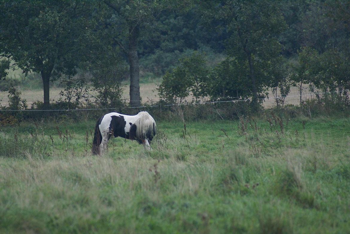 Tinker Highway *hingst* billede 16