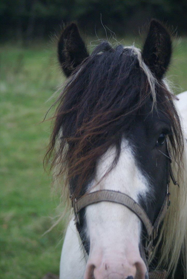 Tinker Highway *hingst* billede 17