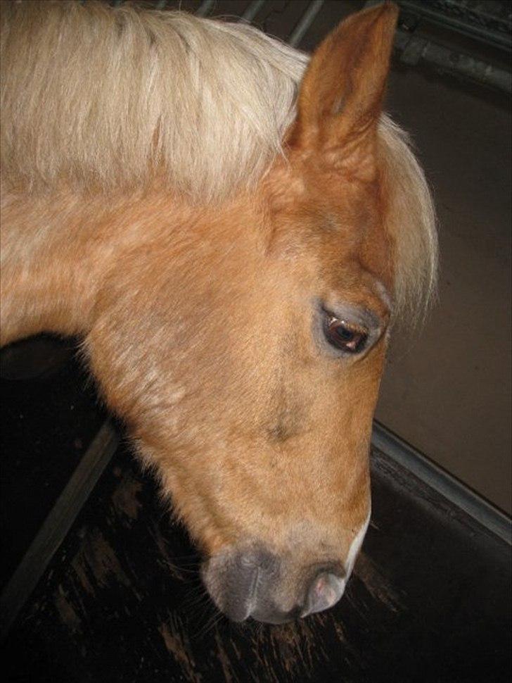 Anden særlig race Comet.<3 billede 11