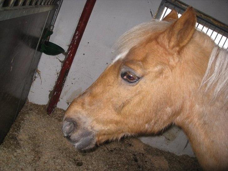 Anden særlig race Comet.<3 billede 12