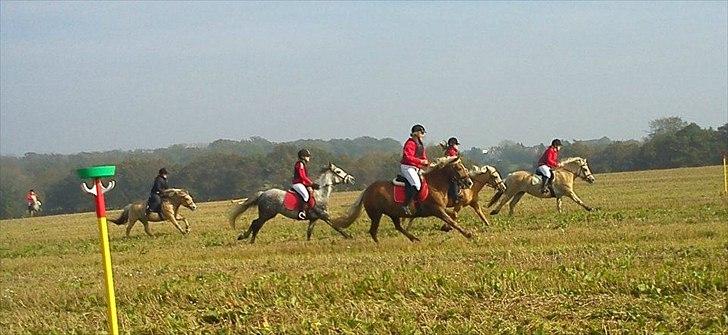 Fjordhest Berta <3 - #Fotograf: Maja Schjøtt#

Her vinder man så lige jagten for 2 og 1 ponyer :D billede 11