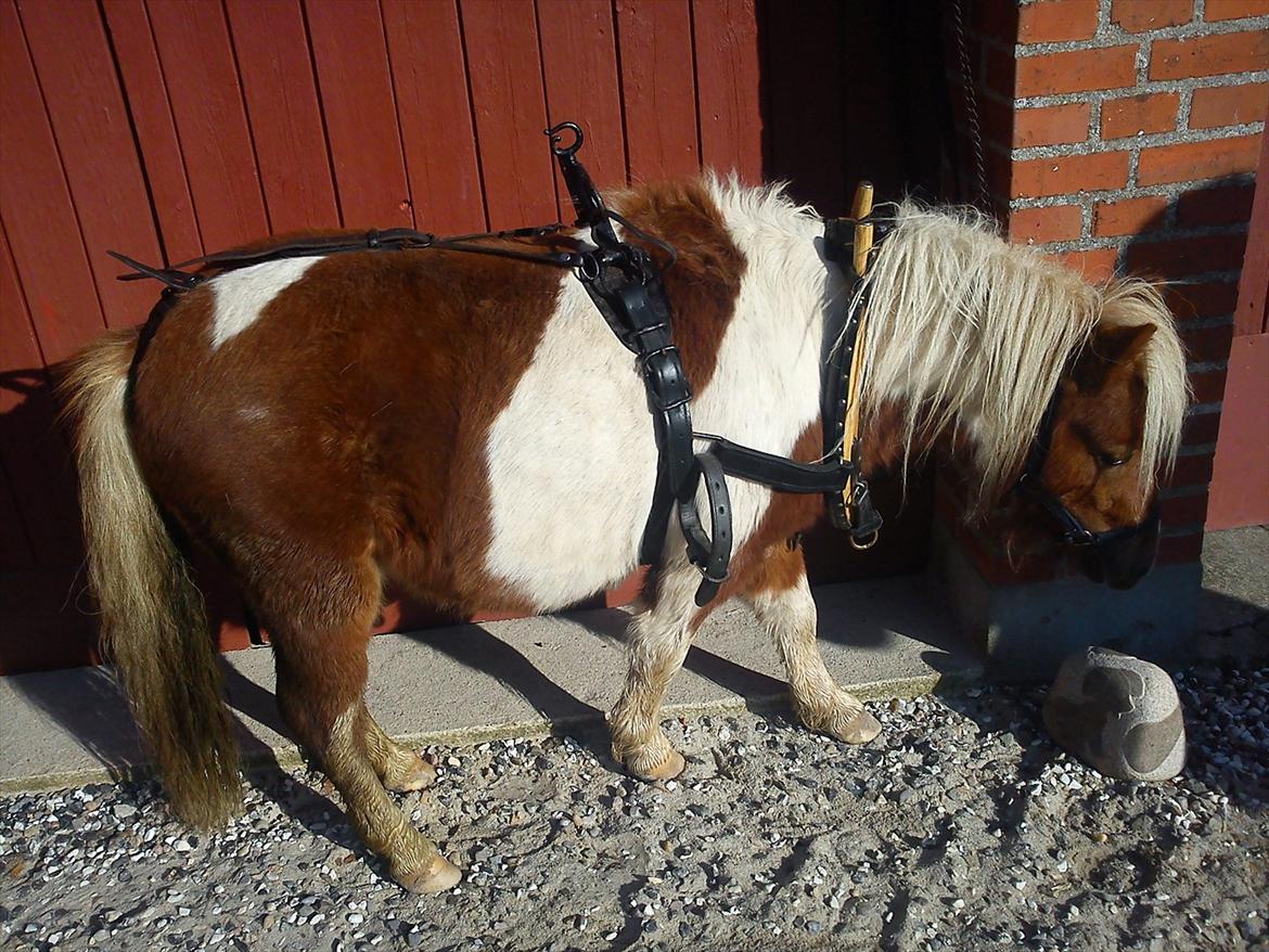 Miniature Ryttergaarden's Bertram - Første gang med seletøjet på (: billede 12