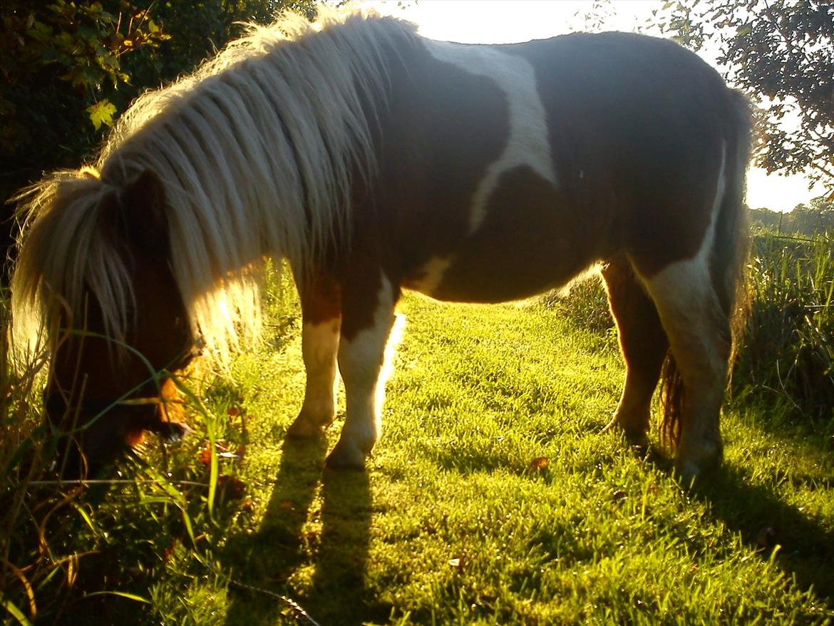 Miniature Ryttergaarden's Bertram billede 13