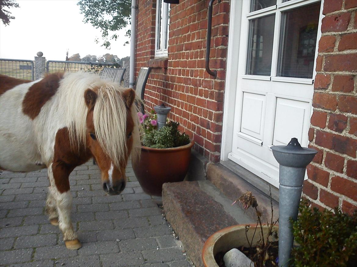 Miniature Ryttergaarden's Bertram - Håber mor kommer ud med lidt guf ! billede 14