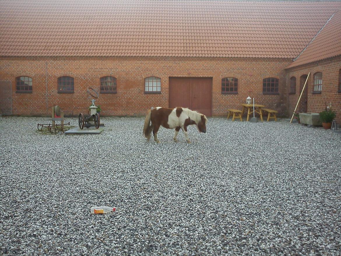 Miniature Ryttergaarden's Bertram billede 15