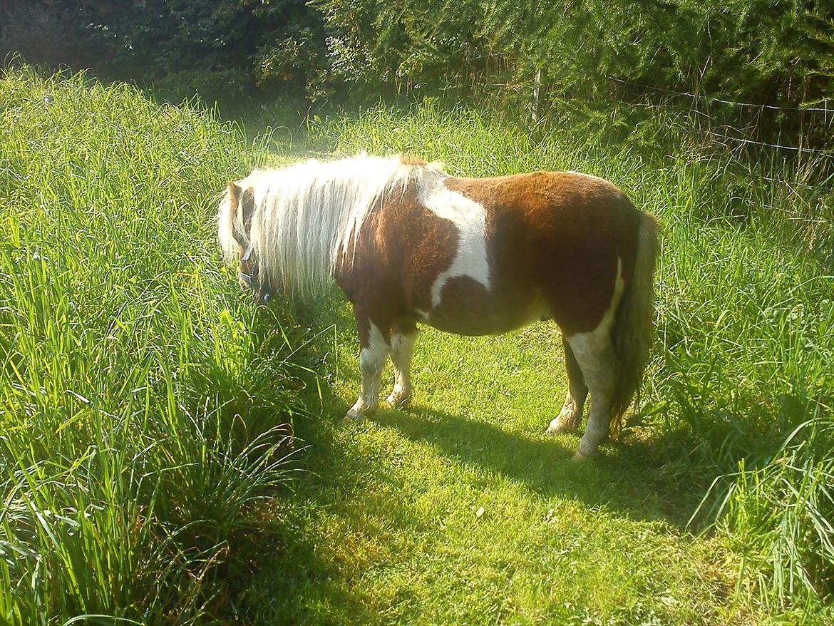 Miniature Ryttergaarden's Bertram billede 16