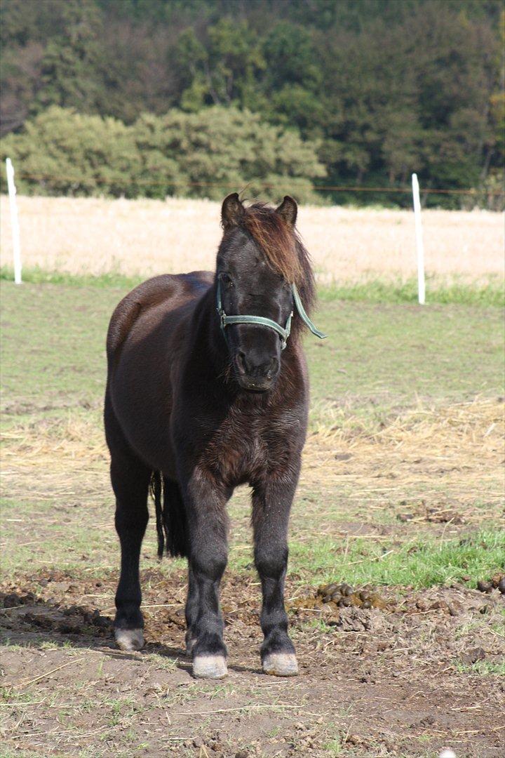 Shetlænder Black Action  billede 2