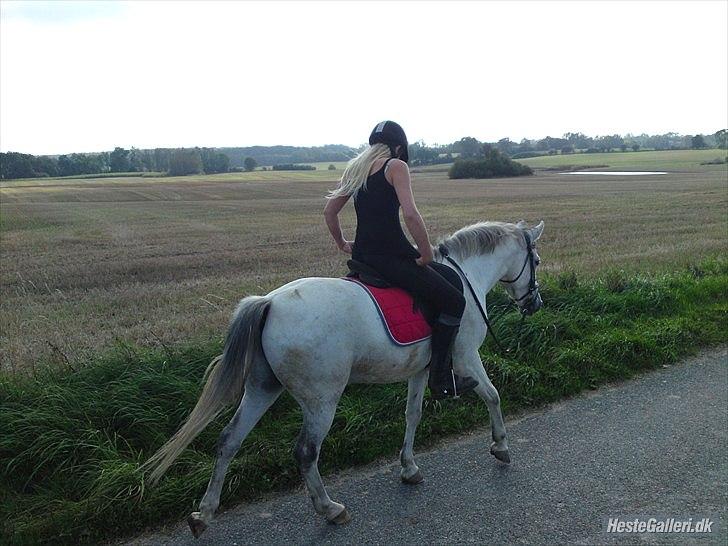 Tysk Sportspony Harry billede 14