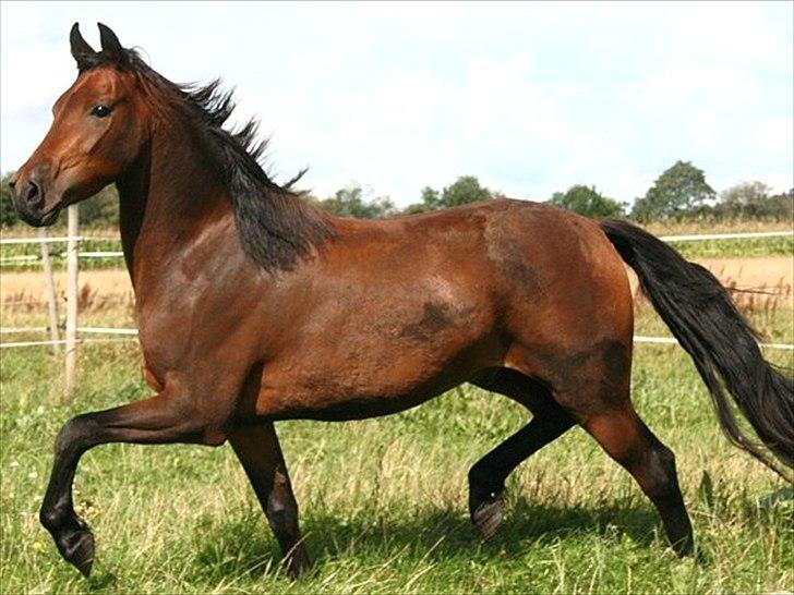 Anden særlig race Nadir <3  billede 2