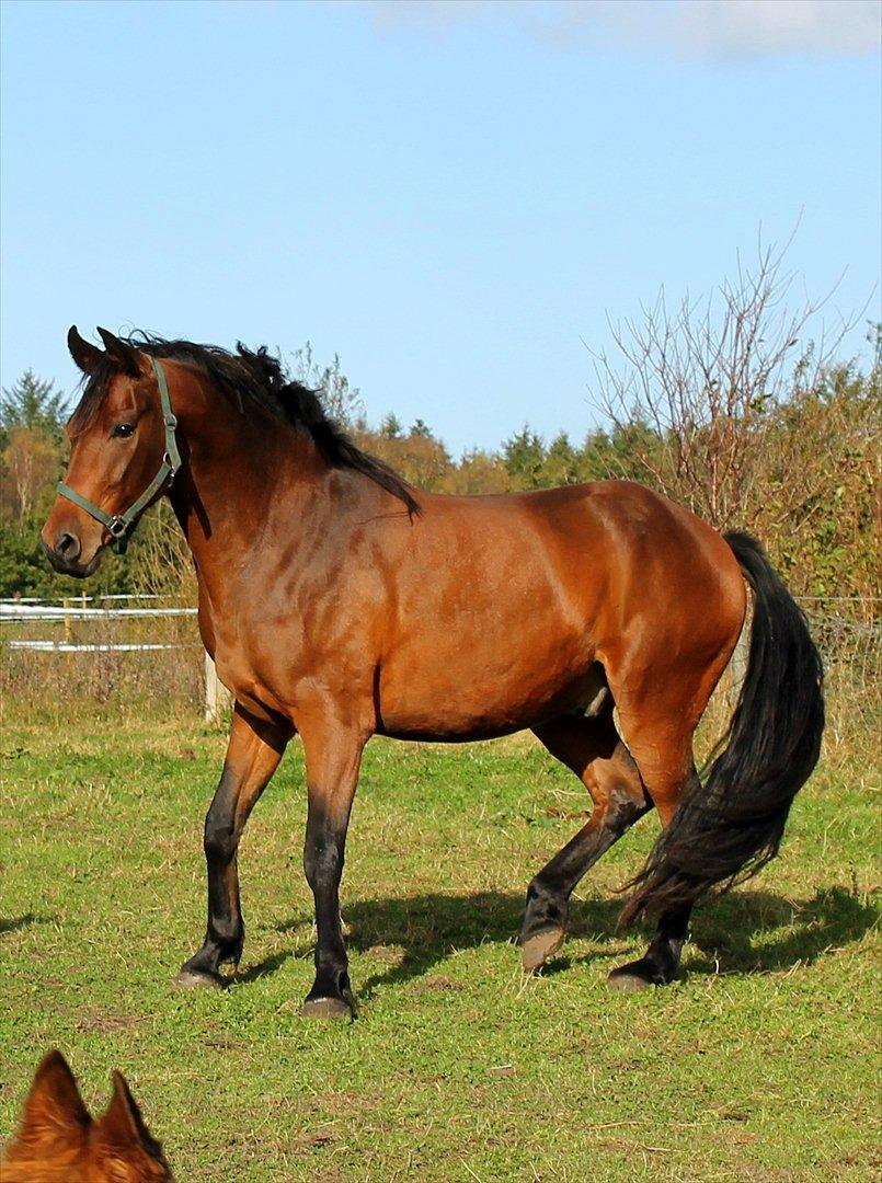 Anden særlig race Nadir <3  billede 8