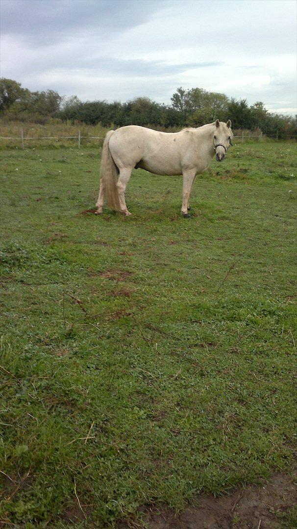 Connemara Bastian Bringsværd  - 'Bastian på fold. 
2011 billede 1