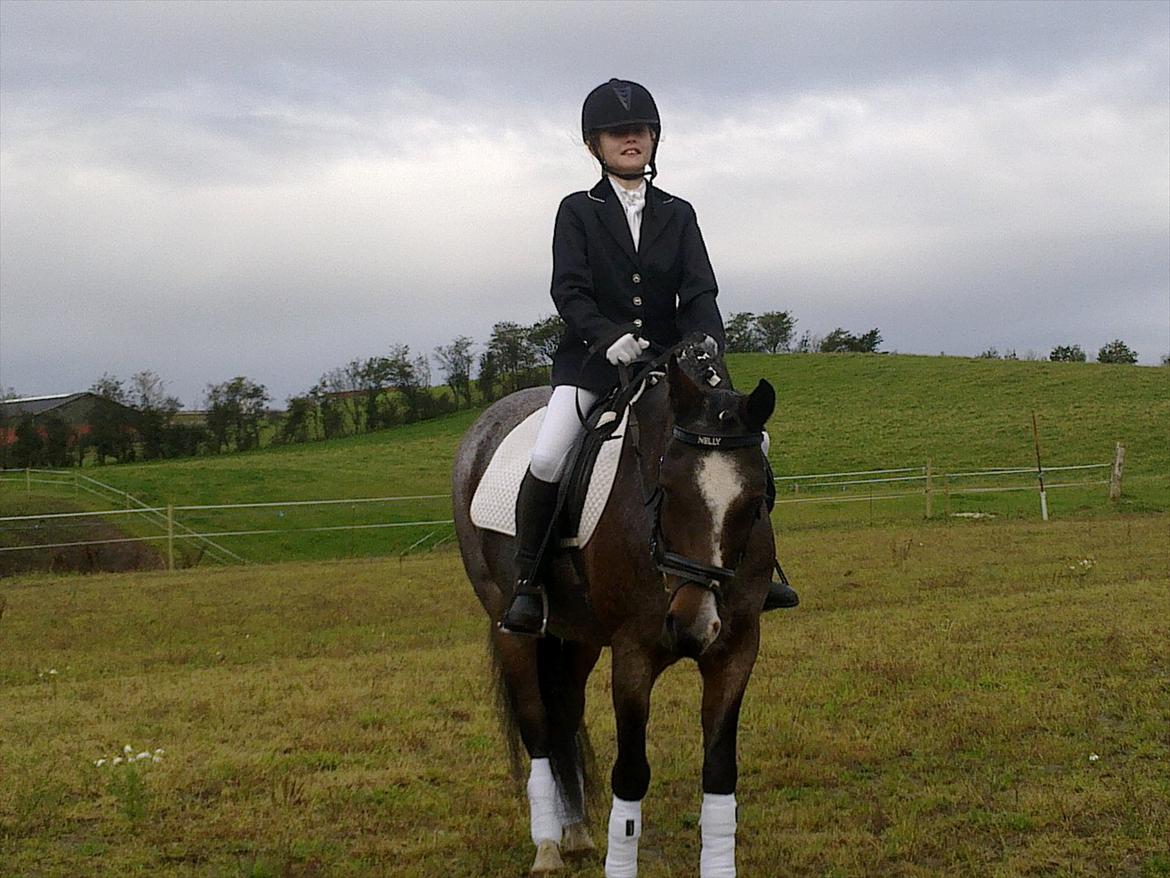 Tysk Sportspony Nelly - Uuuh nu skal vi til stævne for første gang (skridter varm) billede 2