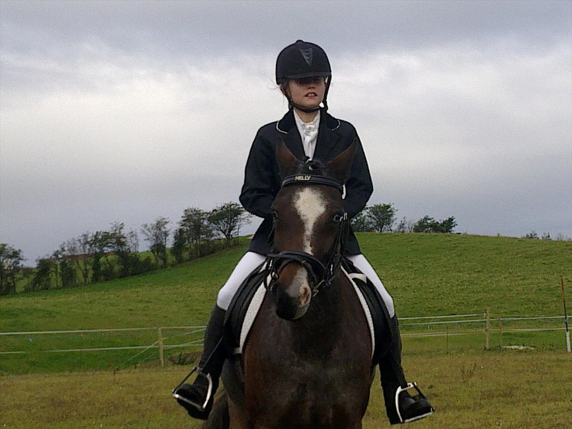 Tysk Sportspony Nelly - Skridter varm billede 3