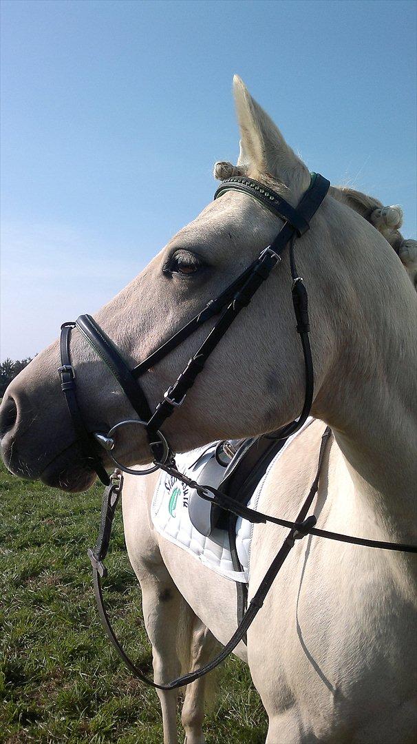 Connemara Bastian Bringsværd  - 'Bastian på stævnepladsen.
2011 billede 2