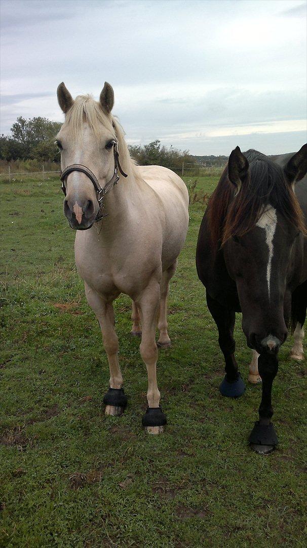 Connemara Bastian Bringsværd  - 'Bastian på fold.
2011 billede 3