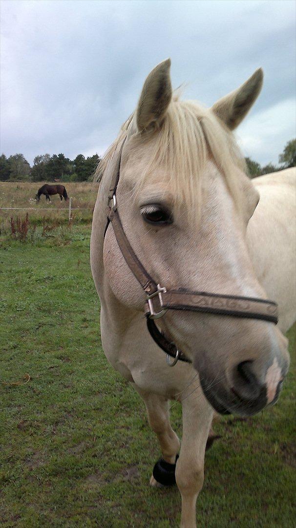 Connemara Bastian Bringsværd  - 'Bastian på fold.
2011 billede 4