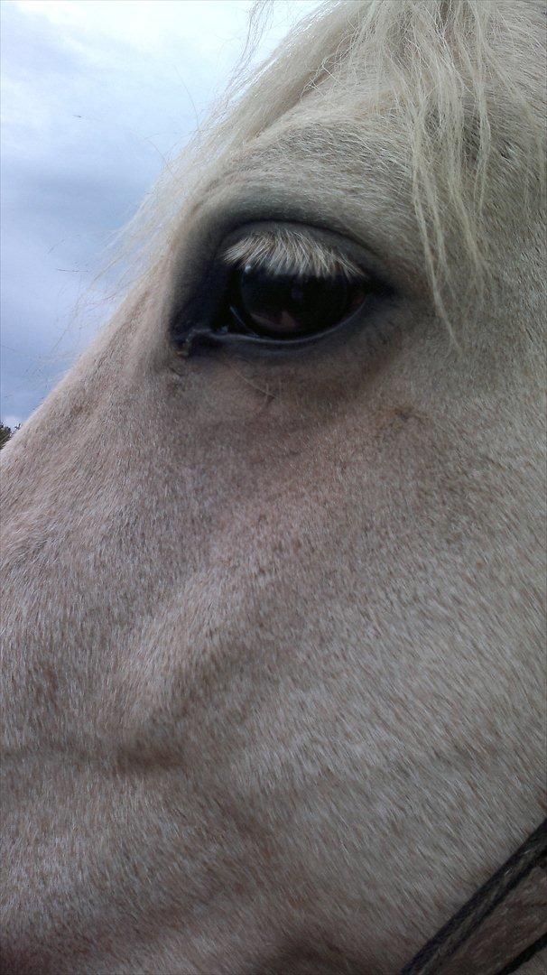 Connemara Bastian Bringsværd  - 'Bastian <3
2011 billede 5