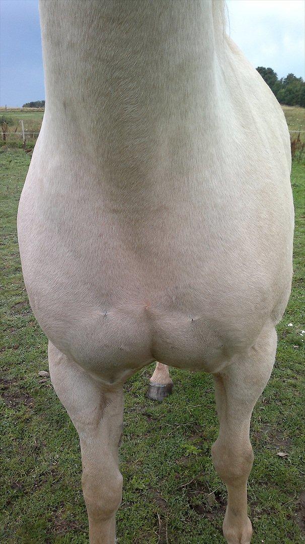 Connemara Bastian Bringsværd  - 'Bastian <3
2011 billede 6