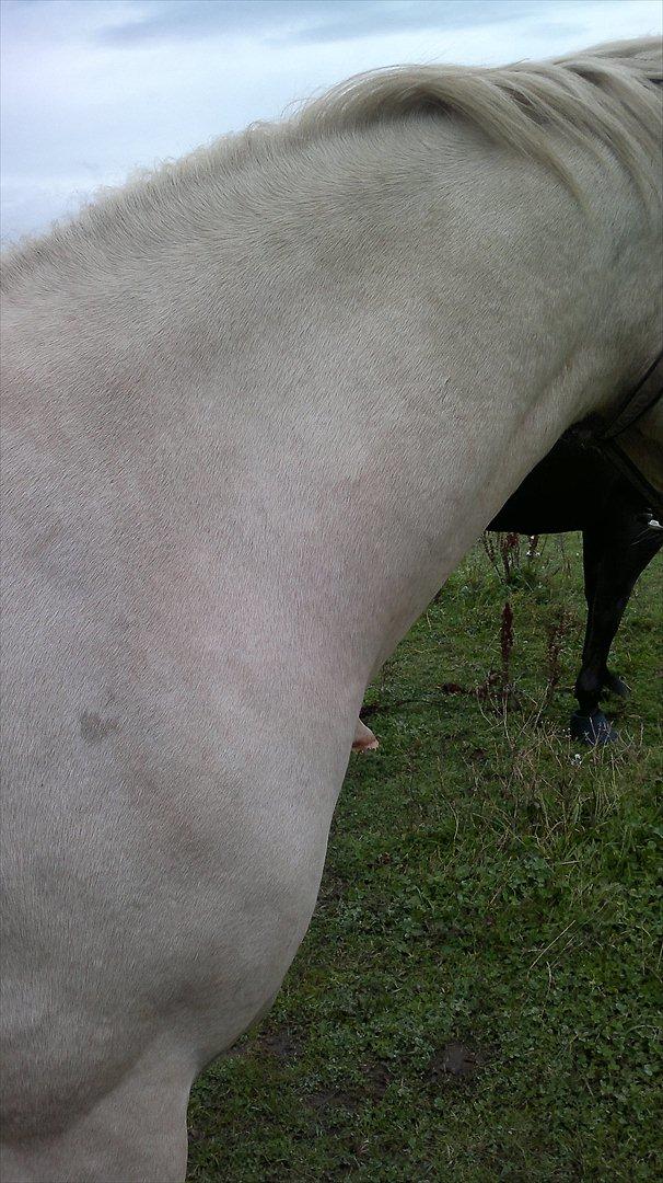 Connemara Bastian Bringsværd  - 'Bastian <3
2011 billede 7