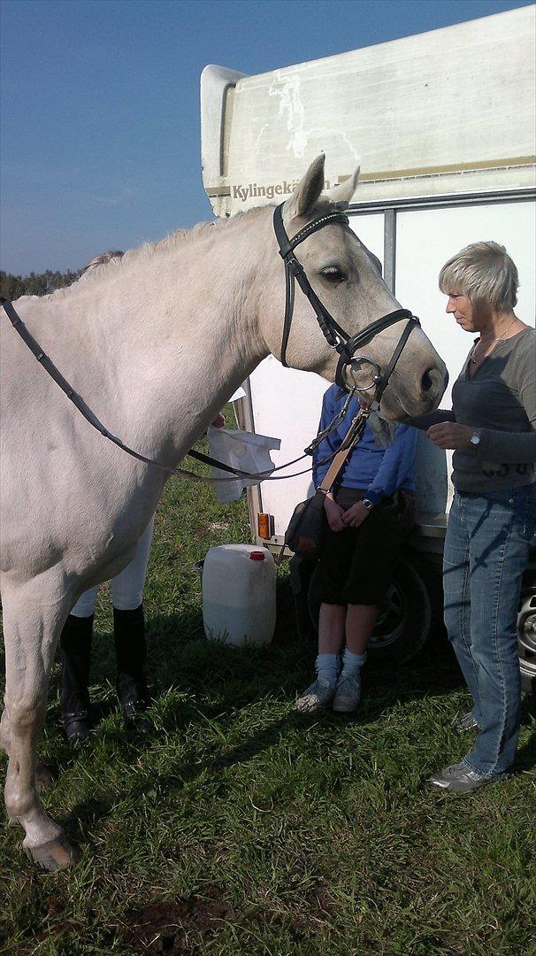 Connemara Bastian Bringsværd  - 'Bastian på stævnepladsen.
2011 billede 8