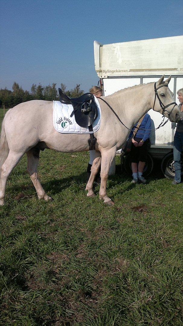 Connemara Bastian Bringsværd  - 'Bastian på stævnepladsen.
2011 billede 9