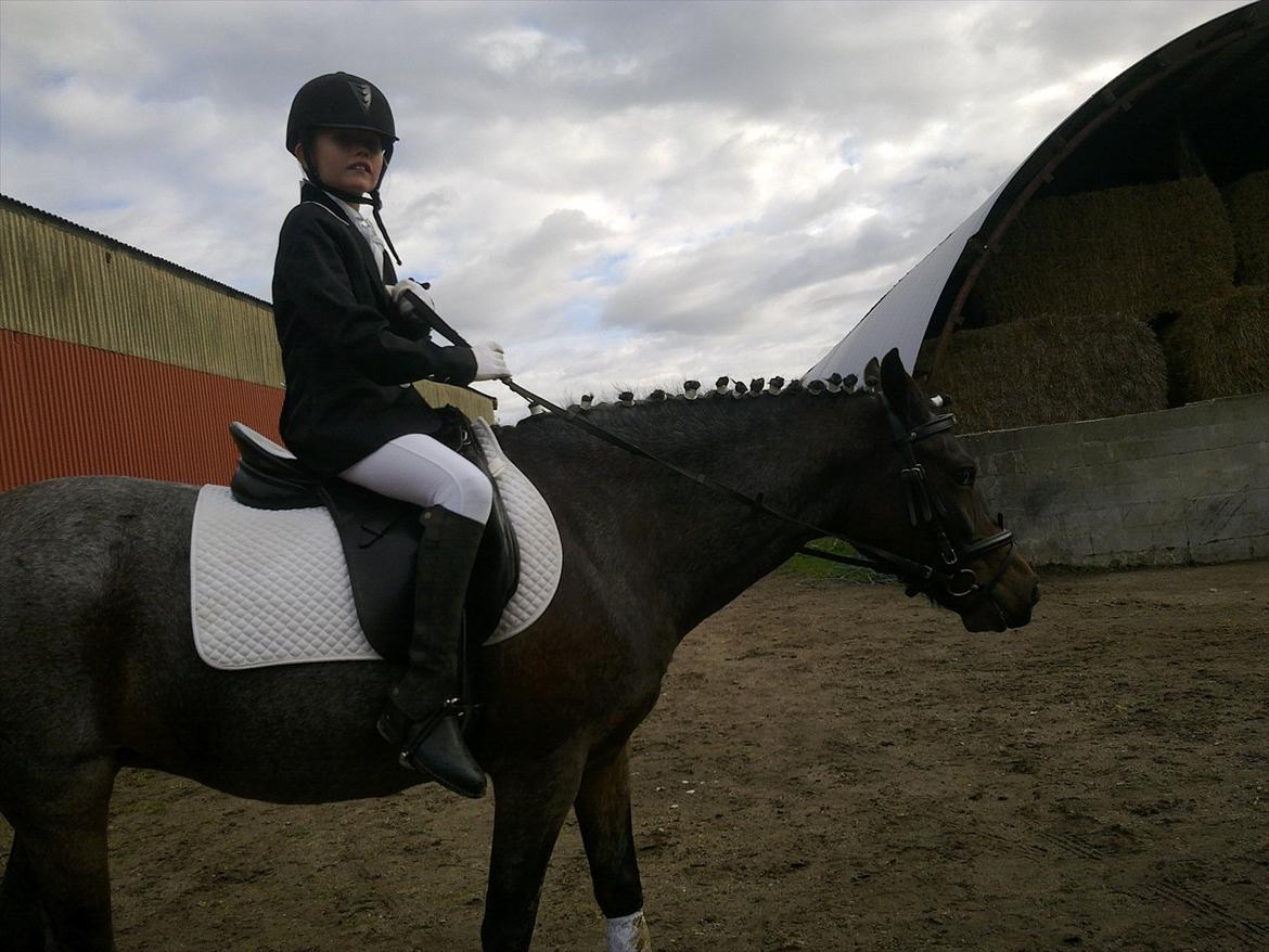 Tysk Sportspony Nelly - (Efter stævne) Fik en 3.plads
1.u plasering billede 4