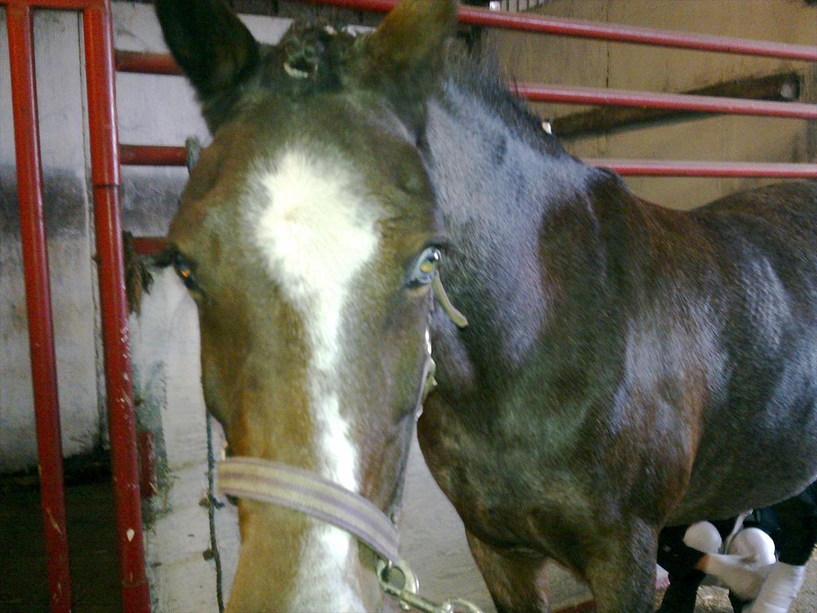 Tysk Sportspony Nelly - Striler af billede 5