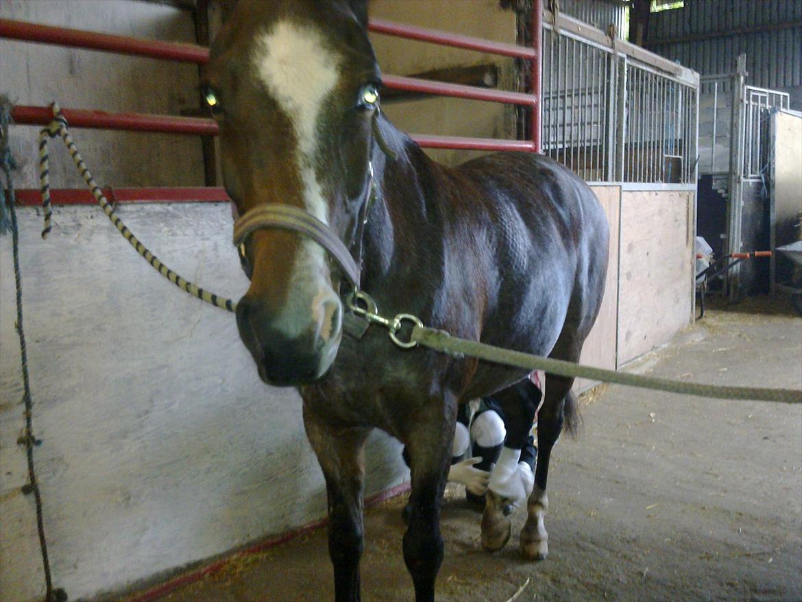 Tysk Sportspony Nelly - <--- billede 6