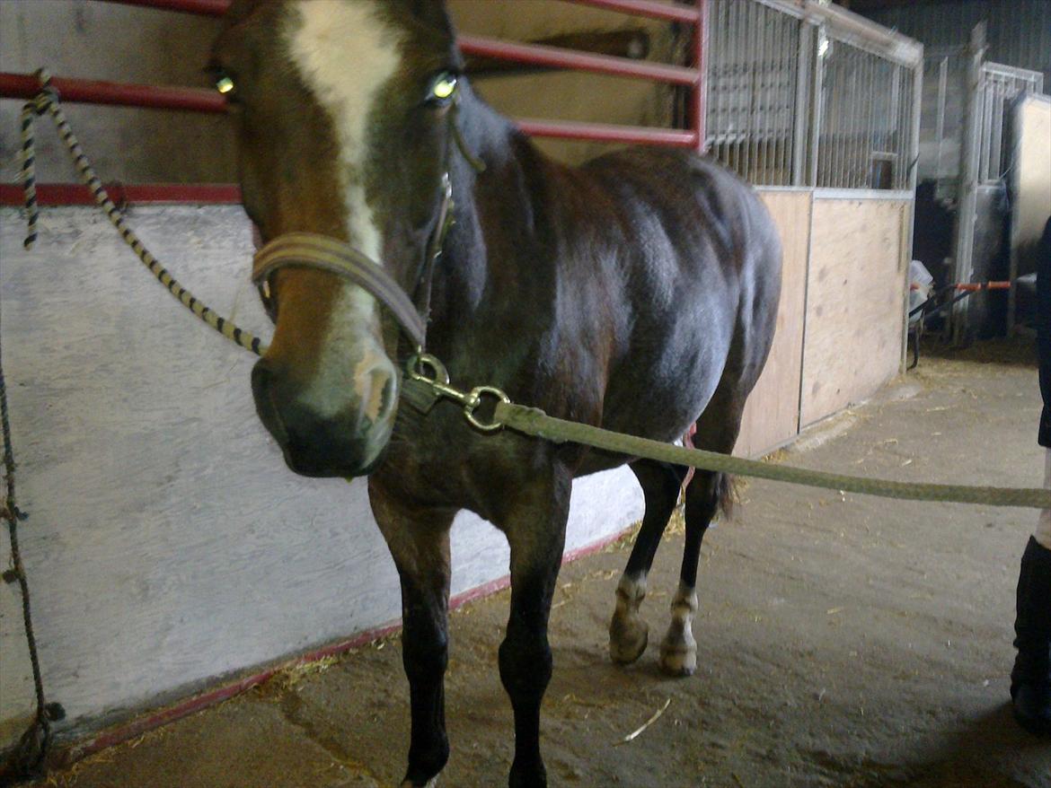 Tysk Sportspony Nelly billede 7