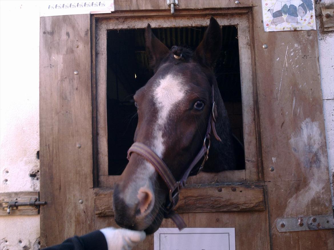 Tysk Sportspony Nelly - Låner en boks på rideskolen billede 8