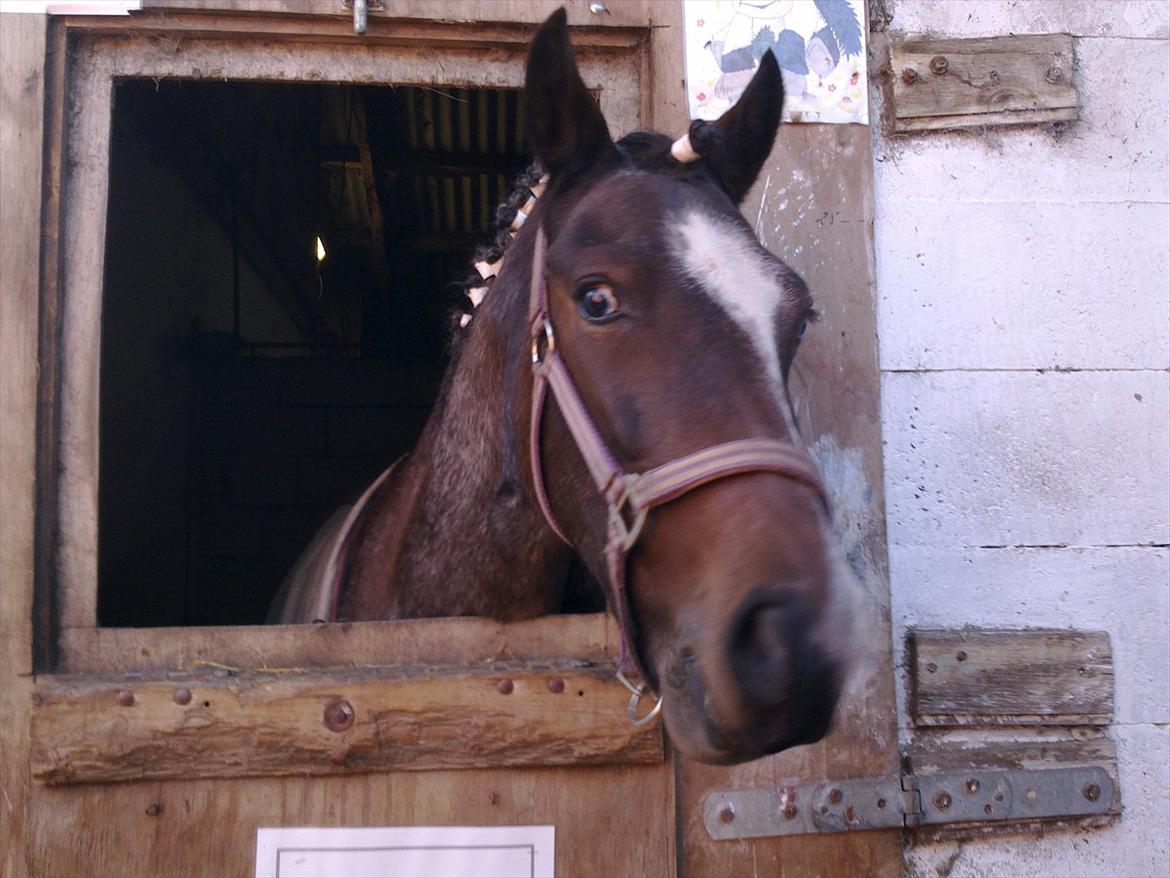 Tysk Sportspony Nelly billede 9