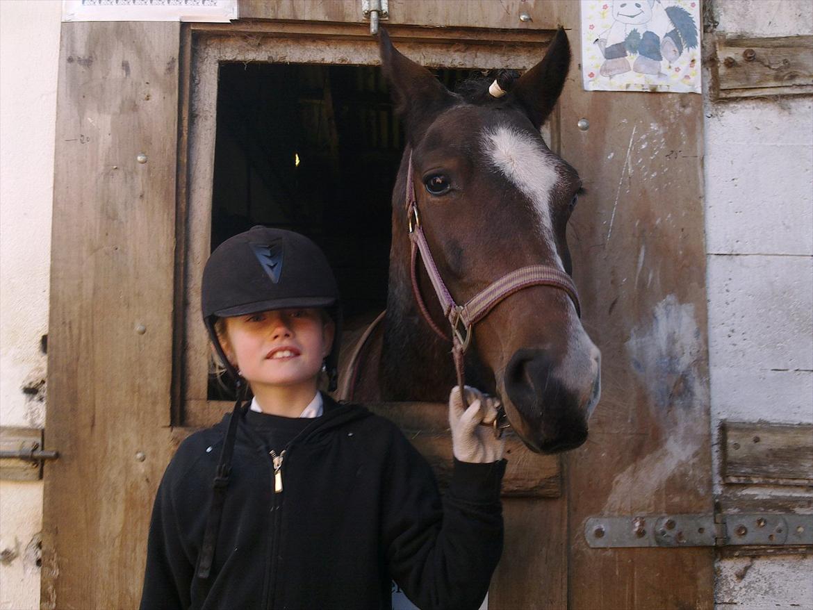 Tysk Sportspony Nelly billede 10