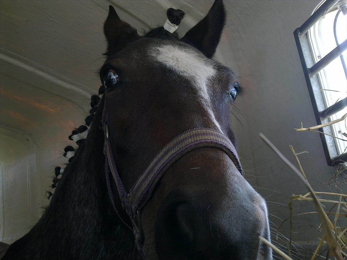 Tysk Sportspony Nelly - Jaaa endelig hjemme billede 11