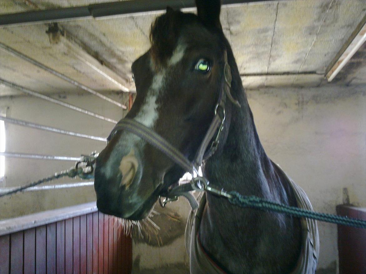 Tysk Sportspony Nelly - Nu skal mine rosenknupper ud så har pongerhår billede 12