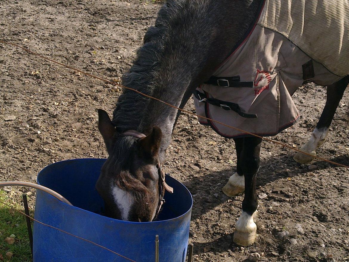 Tysk Sportspony Nelly - Degeligt med noget vand efter en laaaang dag billede 13