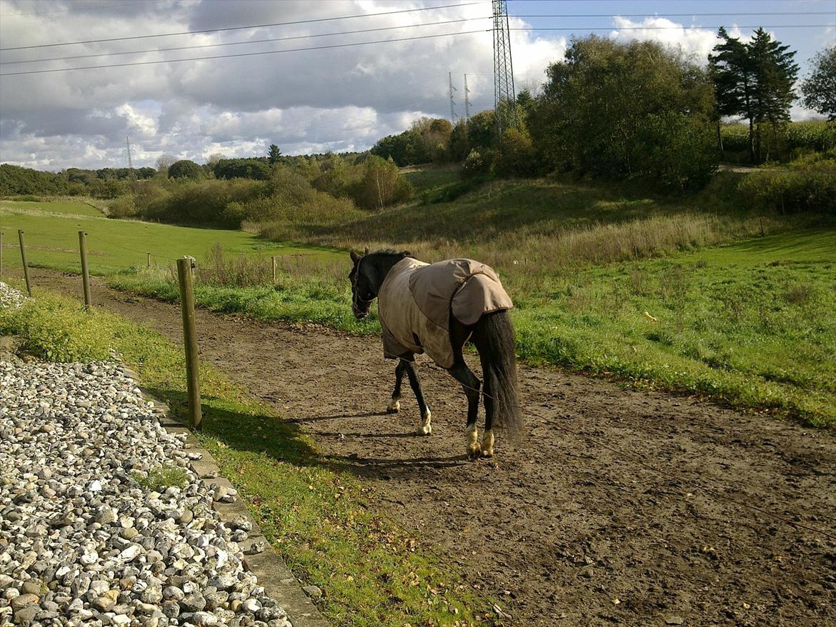 Tysk Sportspony Nelly billede 14