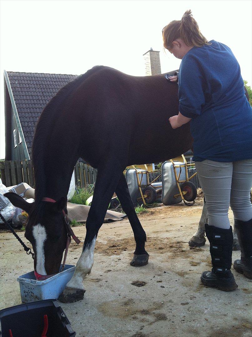 Dansk Varmblod zaragoza billede 2