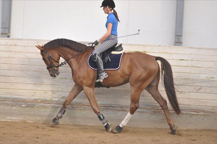 Dansk Varmblod High Fidelity  billede 6